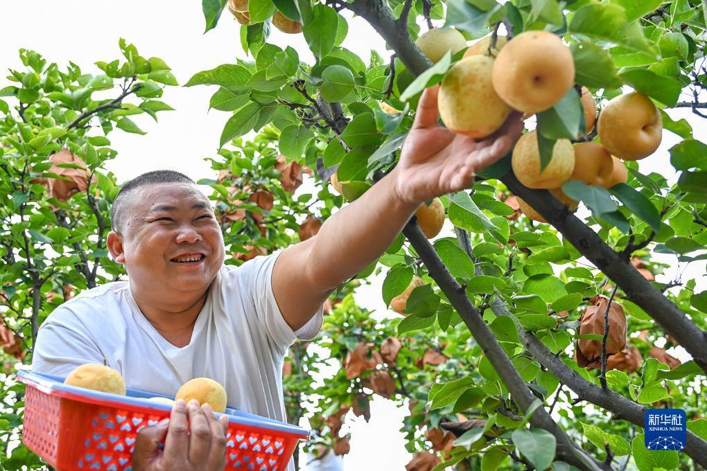 金币玩法的斗牛